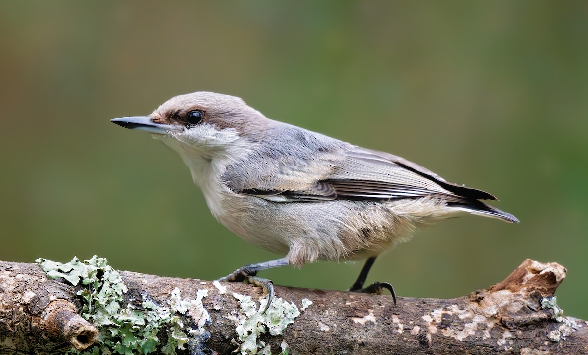 Brown-headed Nuthatch - ML637748726
