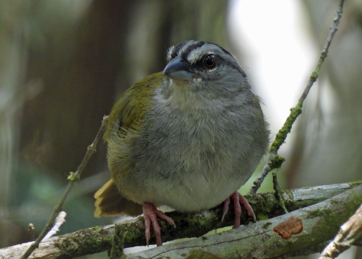 Green-backed Sparrow - ML637748770
