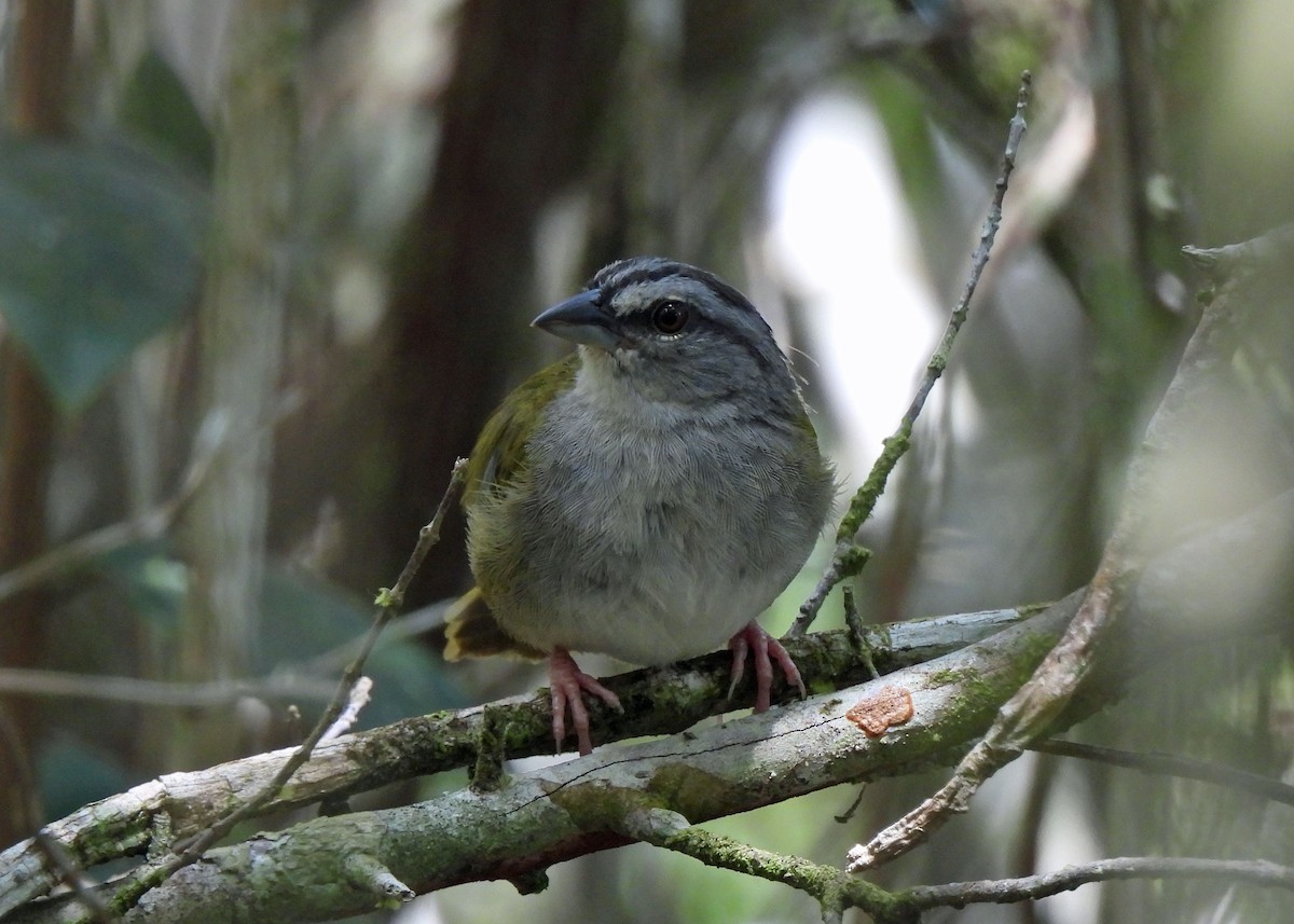 Green-backed Sparrow - ML637748771
