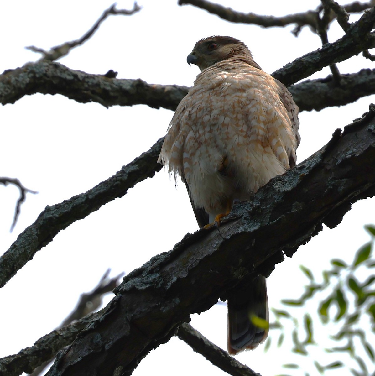 Cooper's Hawk - ML637748866
