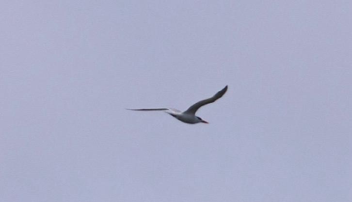 large tern sp. - ML637748873