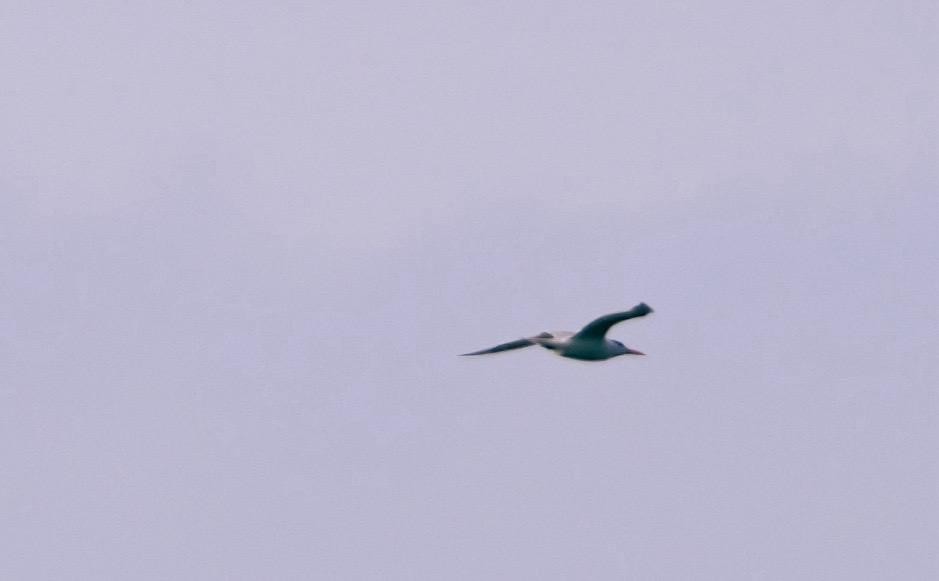 large tern sp. - ML637748874