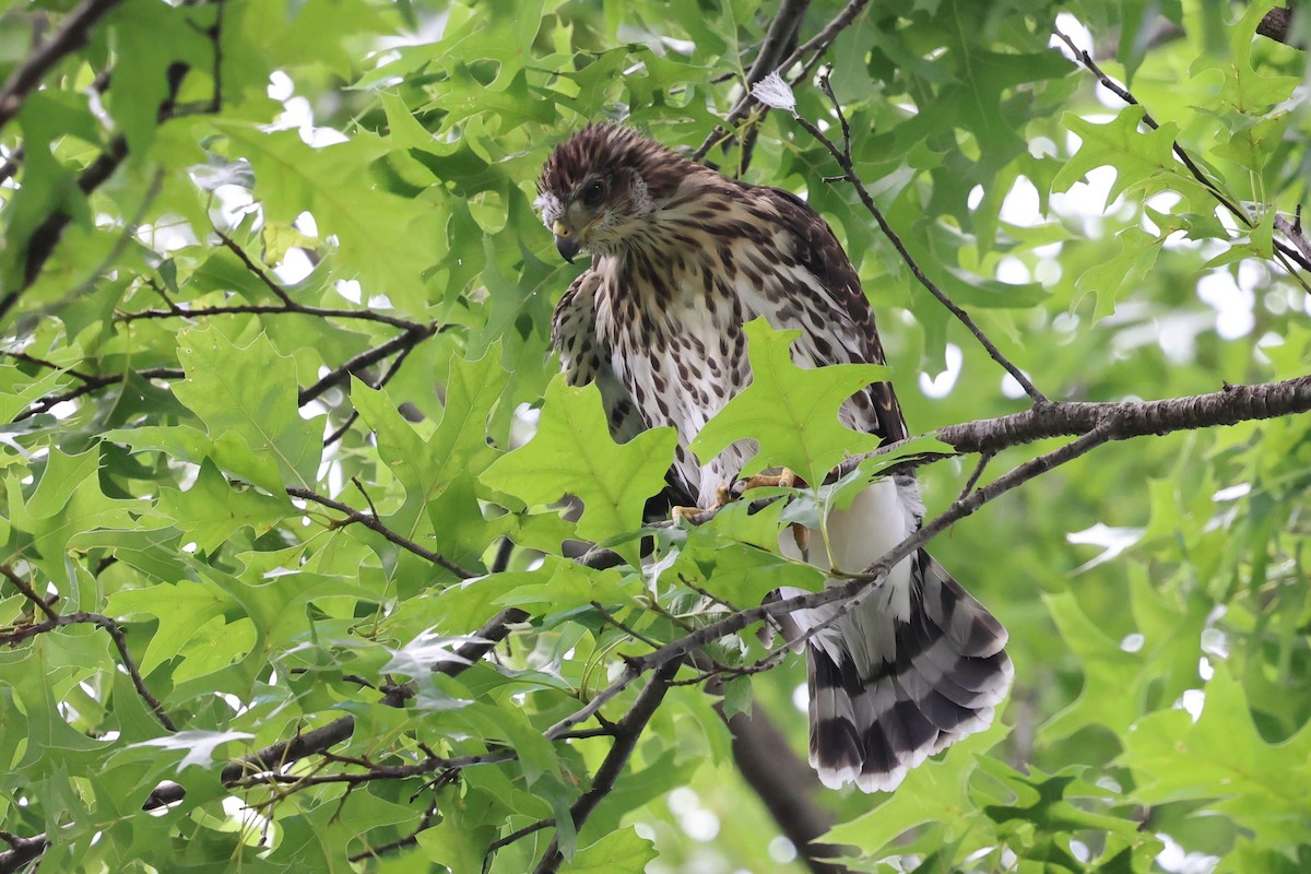 Cooper's Hawk - ML637748894
