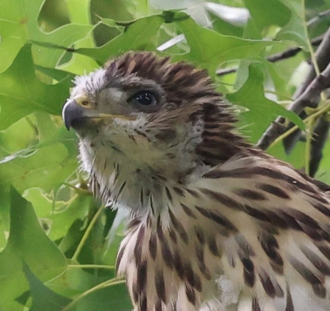 Cooper's Hawk - ML637748901