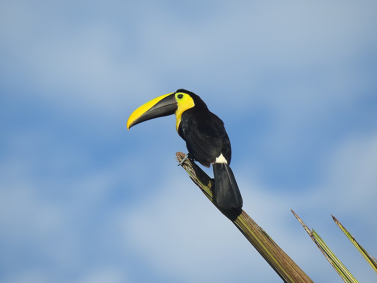 Choco Toucan - ML637748913