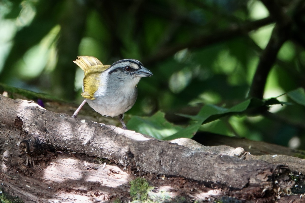 Black-striped Sparrow - ML637748918