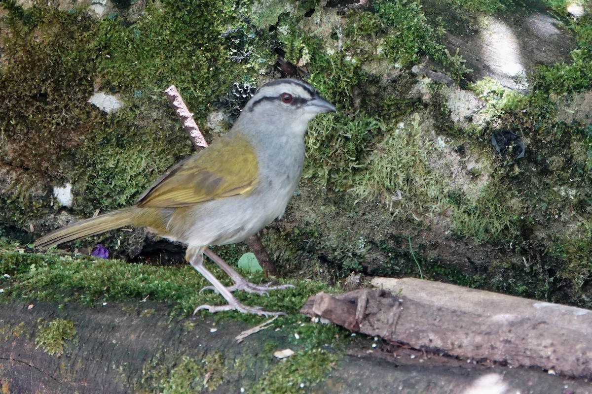 Black-striped Sparrow - ML637748927