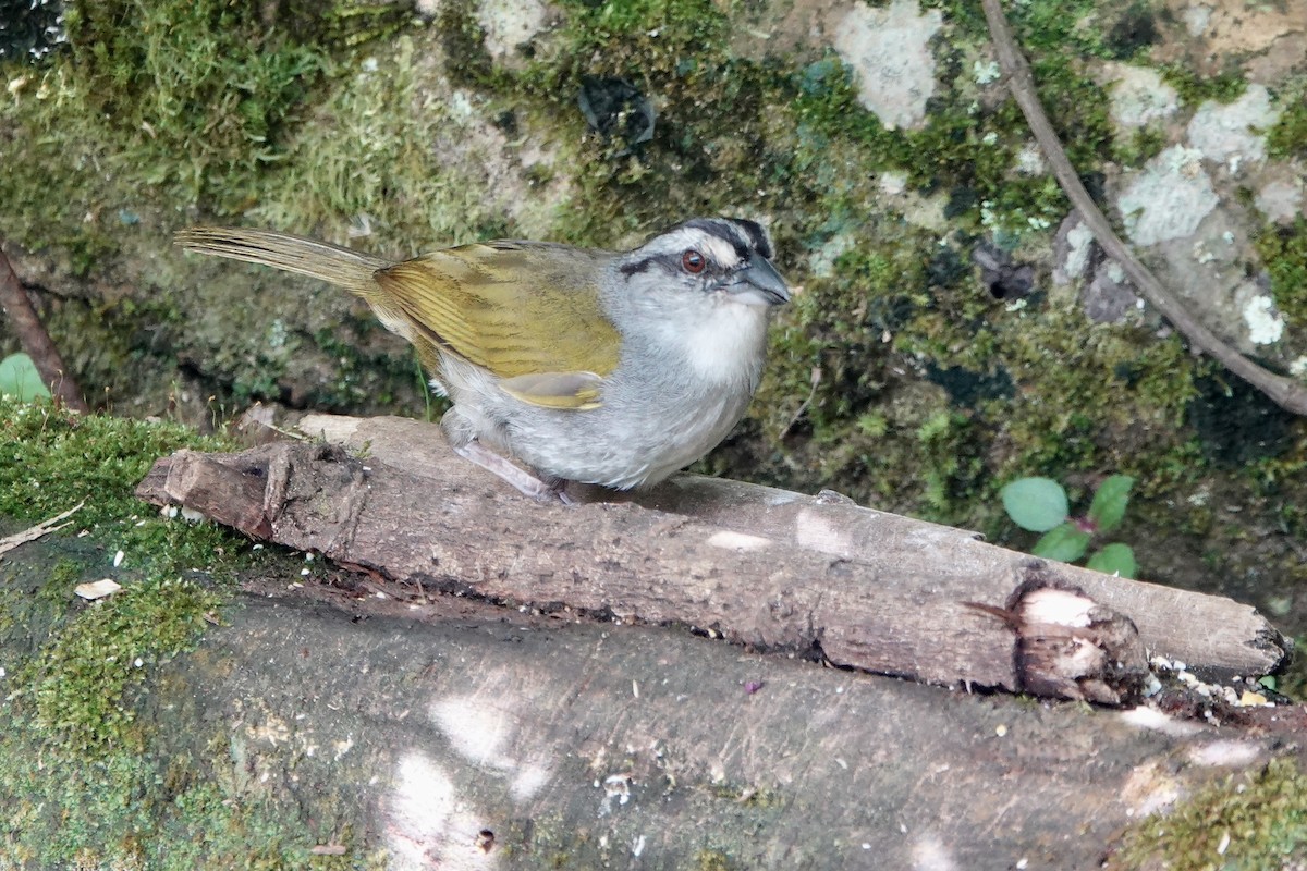 Black-striped Sparrow - ML637748982