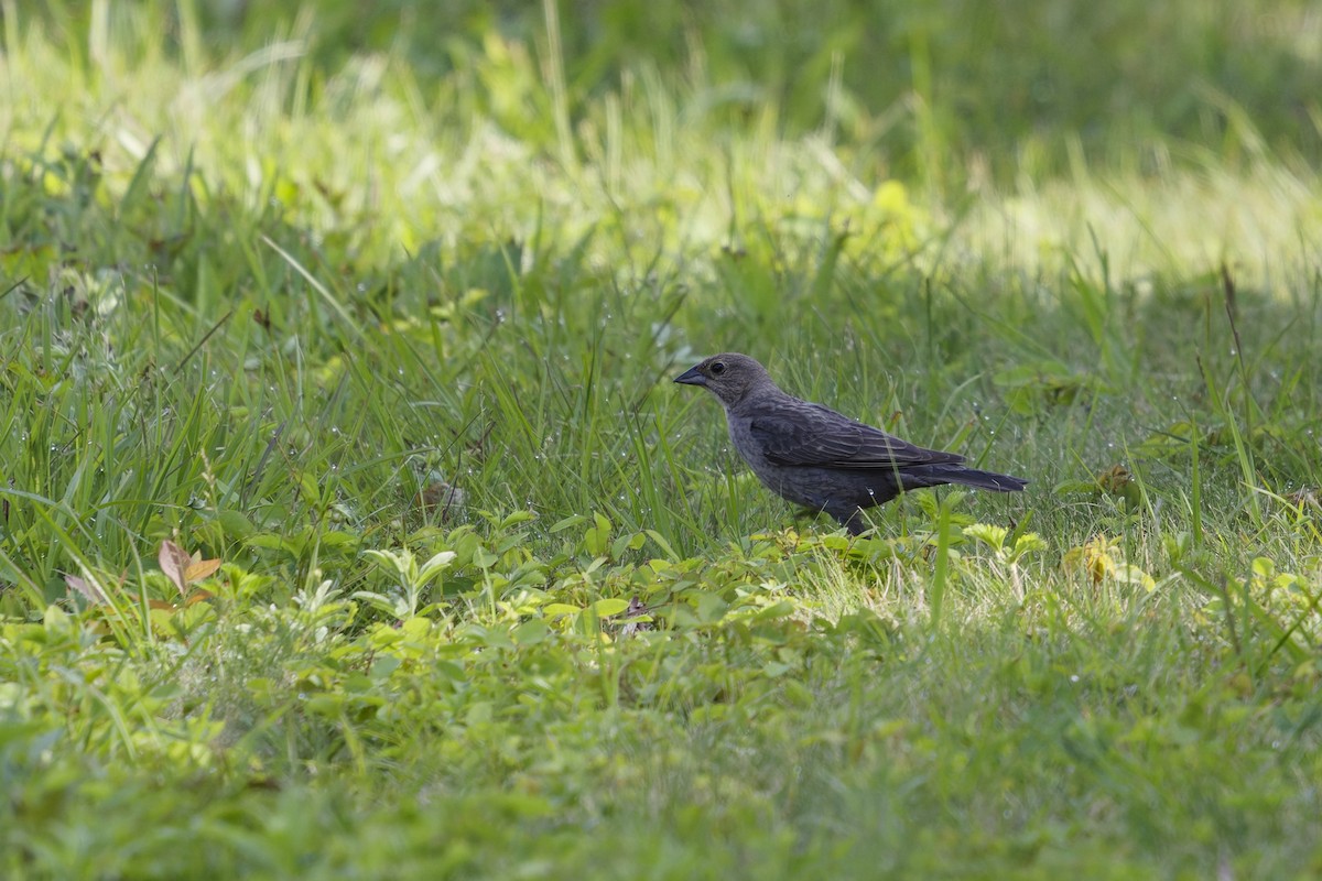 Brown-headed Cowbird - ML637748991