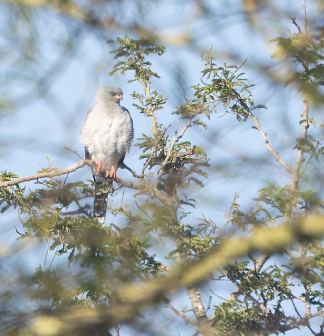 Gabar Goshawk - ML637749001