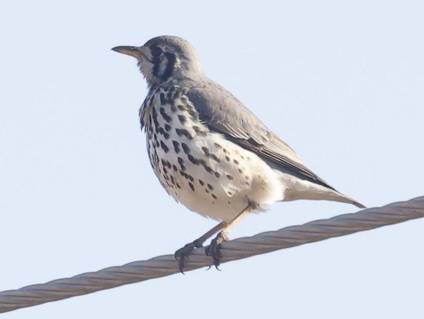 Groundscraper Thrush - ML637749038