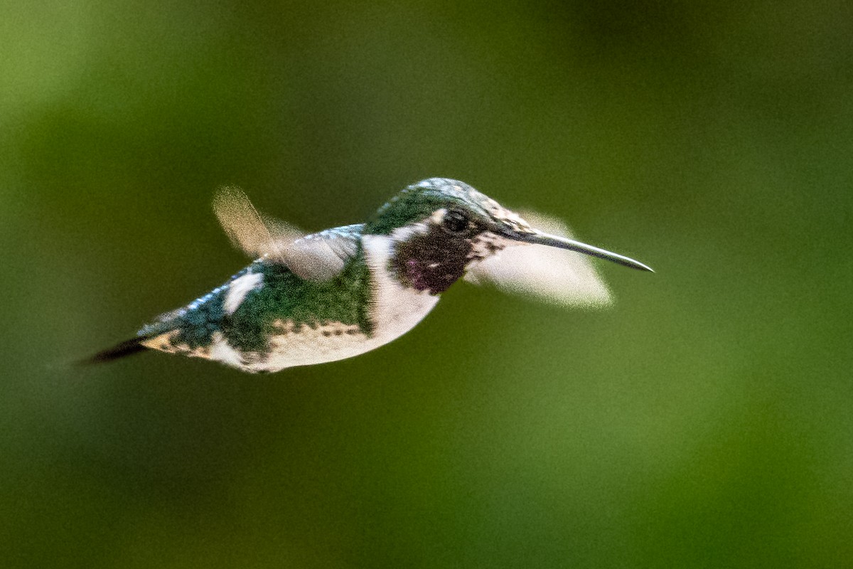 Blue-throated Starfrontlet - ML637749044