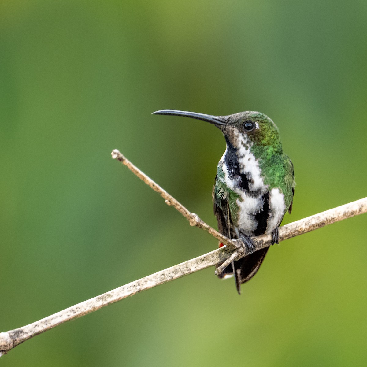 Blue-throated Starfrontlet - ML637749045
