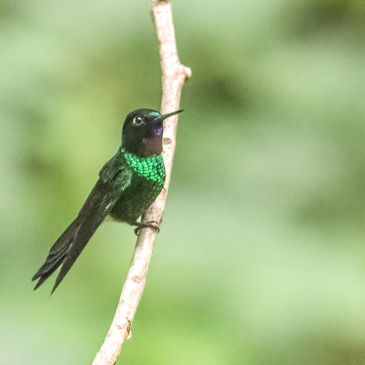 Blue-throated Starfrontlet - ML637749046