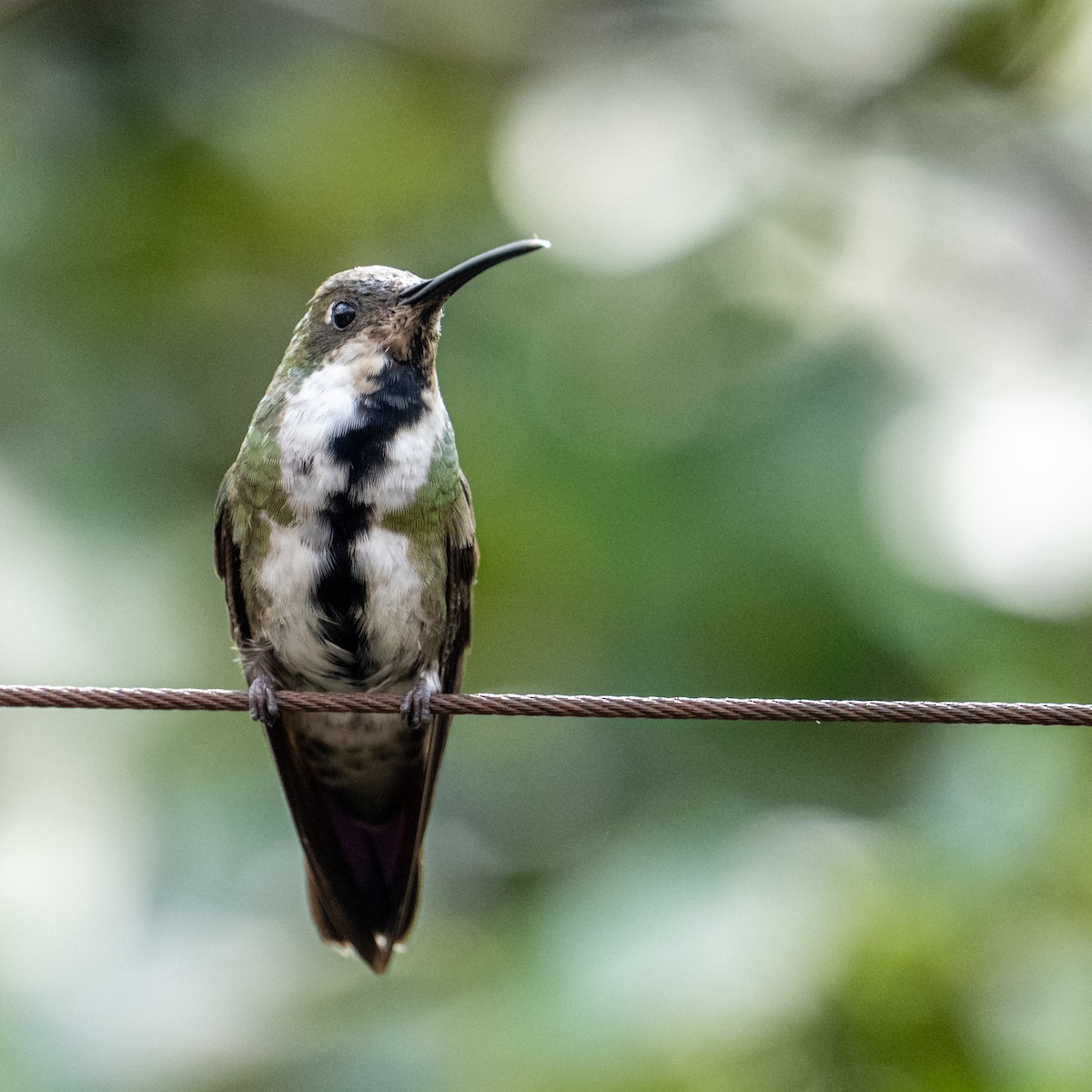 Blue-throated Starfrontlet - ML637749048