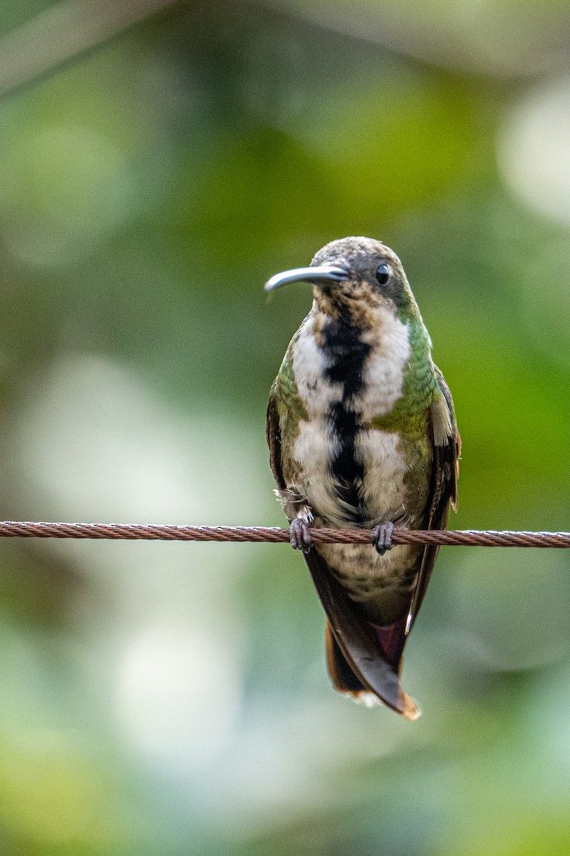 Blue-throated Starfrontlet - ML637749049