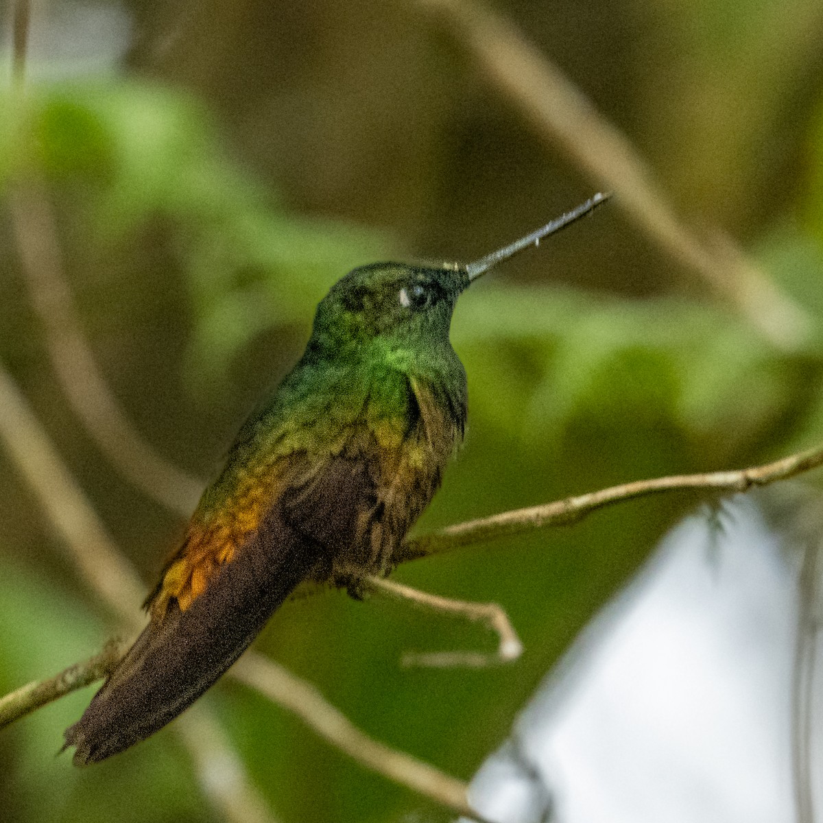 Blue-throated Starfrontlet - ML637749050