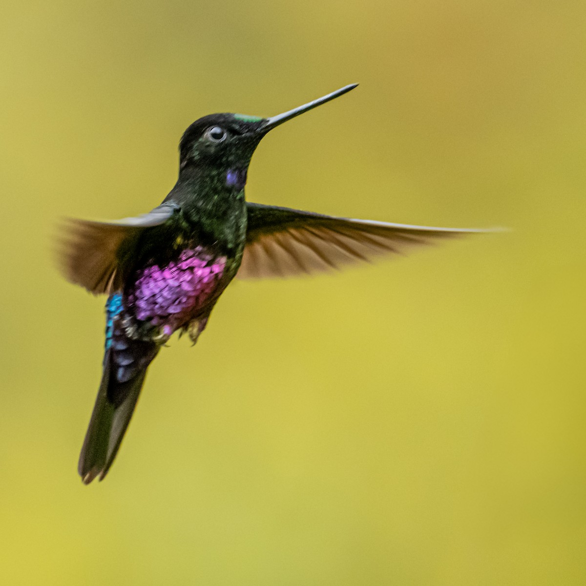 Blue-throated Starfrontlet - ML637749051