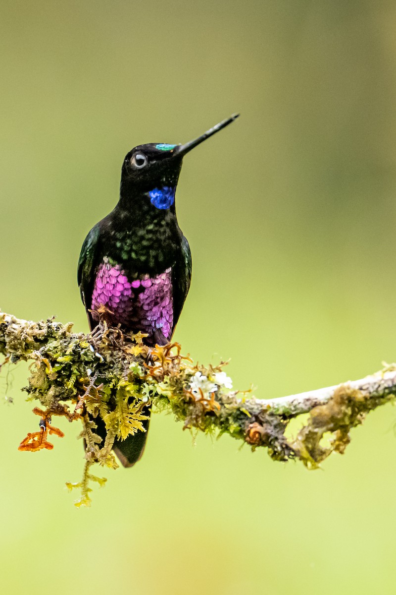 Blue-throated Starfrontlet - ML637749052