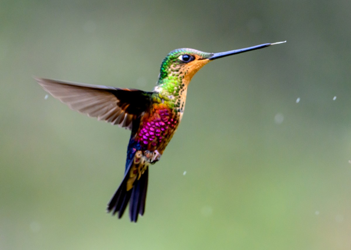 Blue-throated Starfrontlet - ML637749053