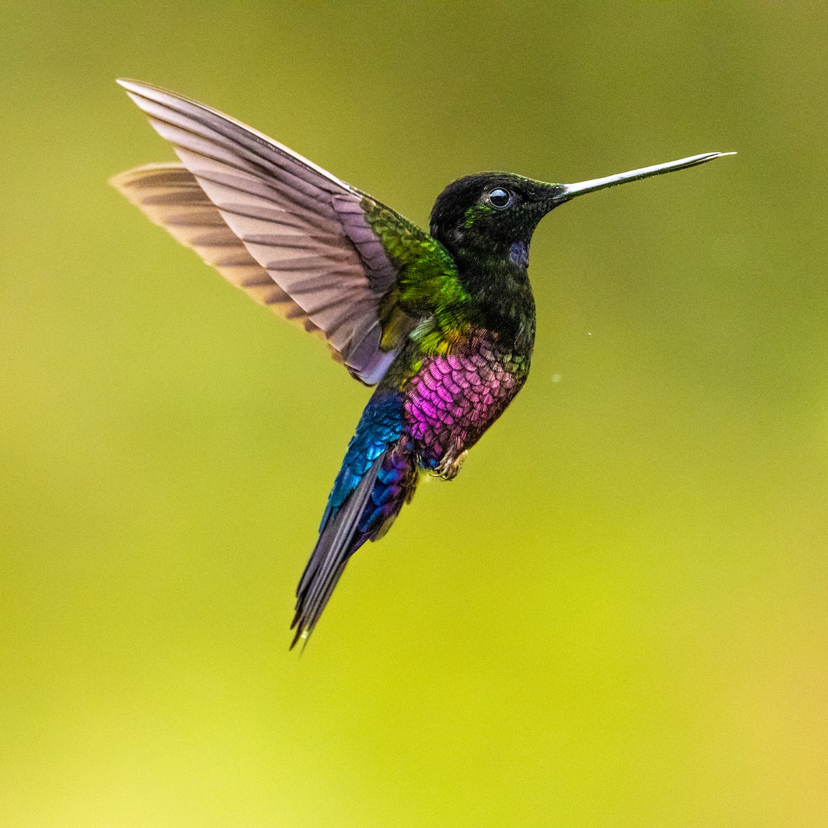 Blue-throated Starfrontlet - ML637749054