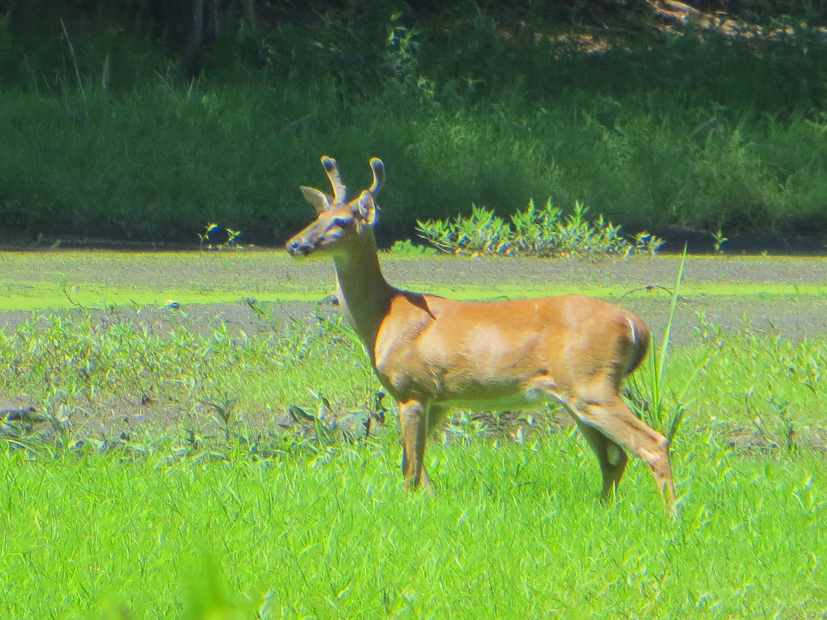 White-tailed Deer - ML637749093