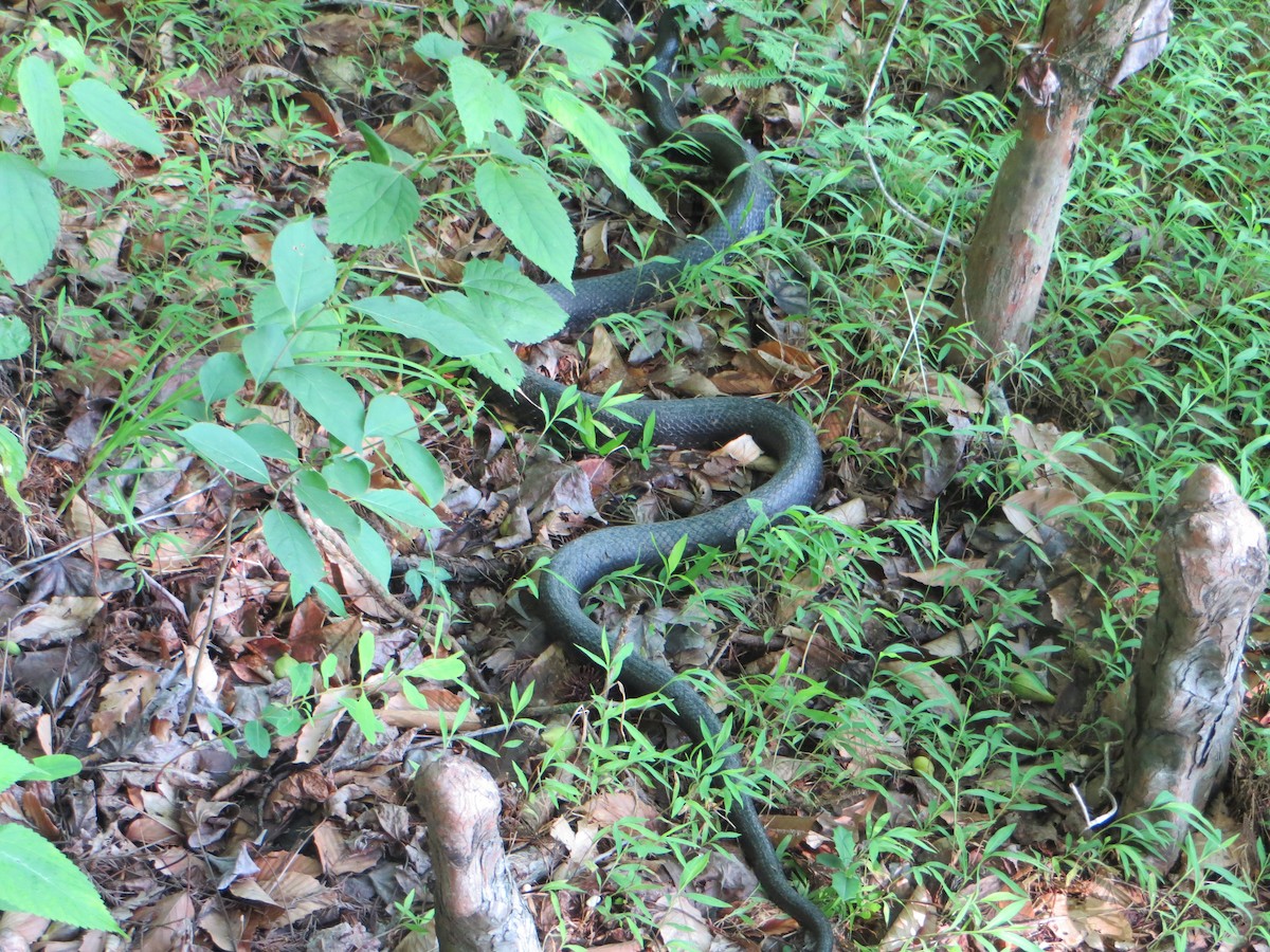 Eastern Ratsnake - ML637749094