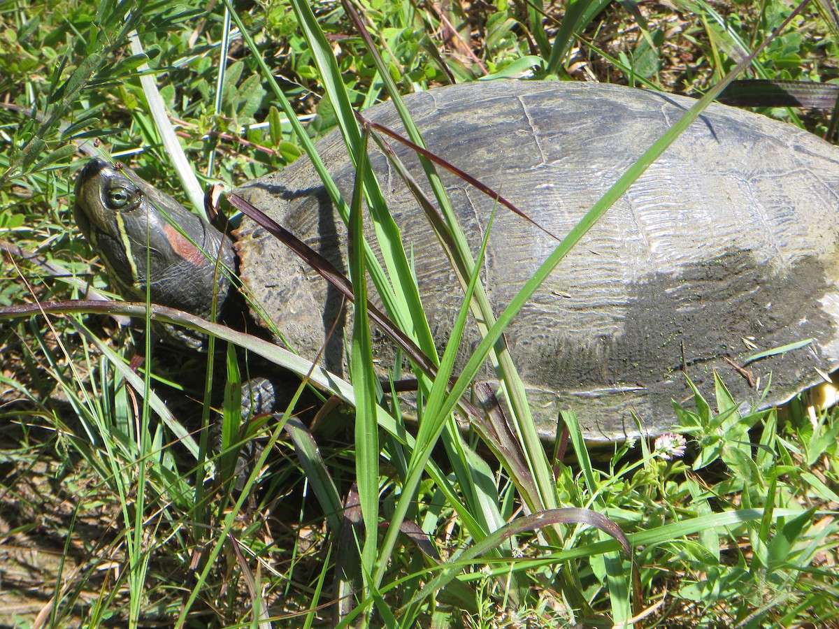 Red-eared Slider - ML637749095