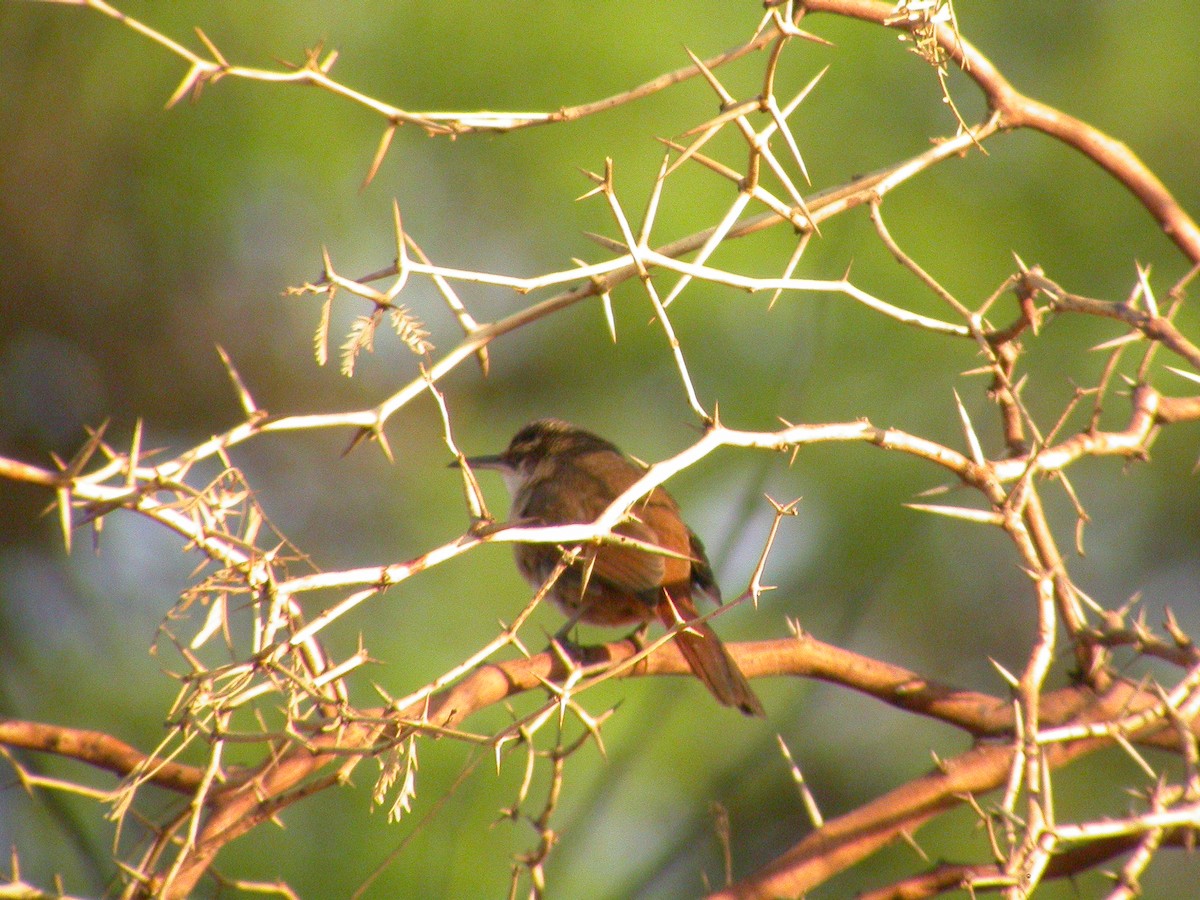 Bolivian Earthcreeper - ML637749100