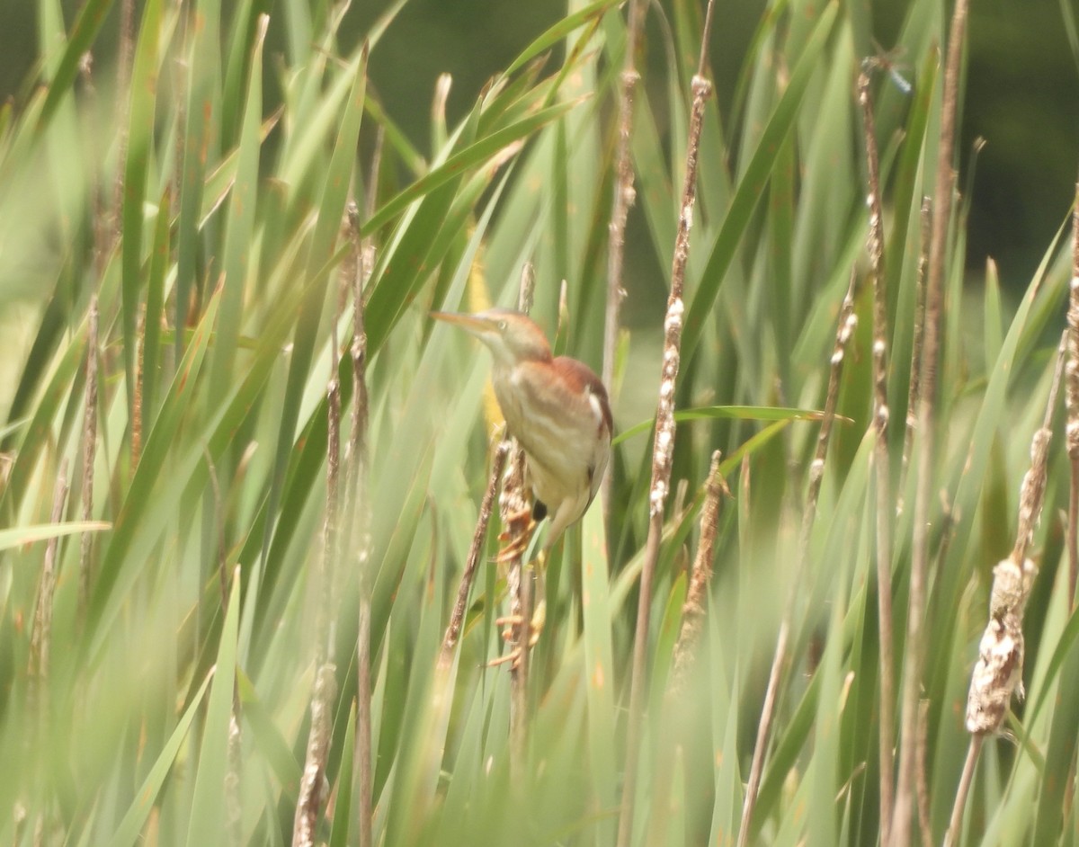 Least Bittern - ML637749146
