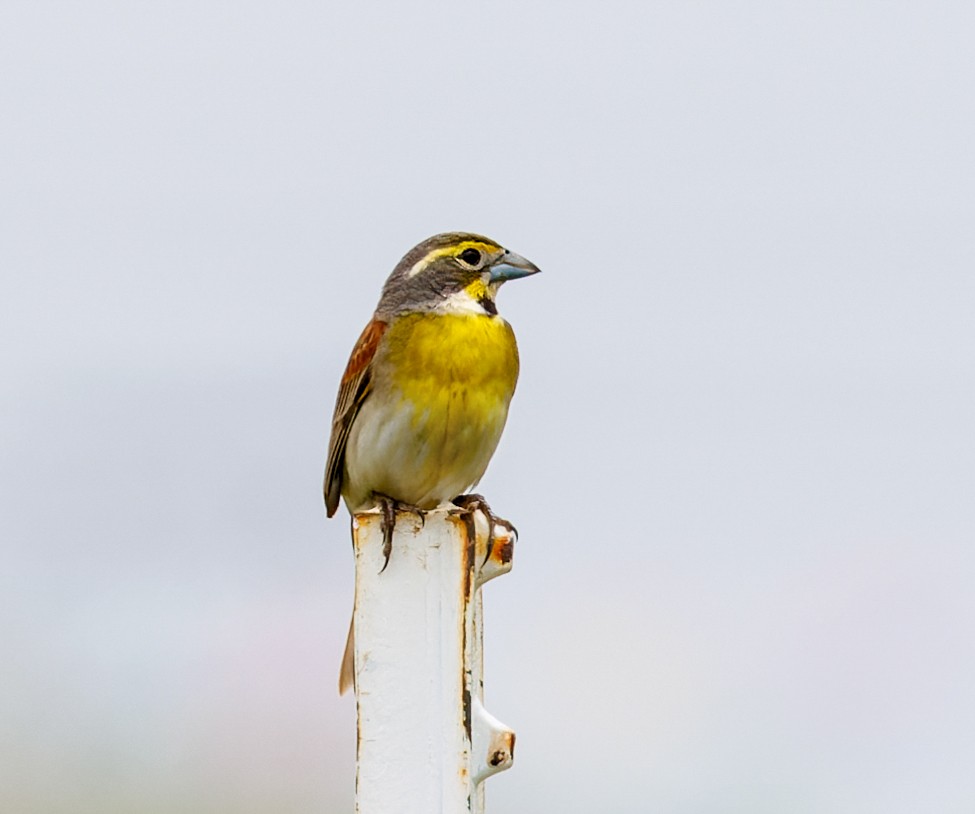Dickcissel - ML637749163