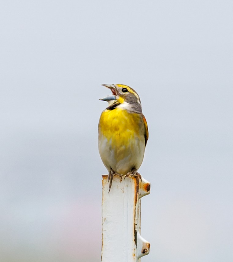 Dickcissel - ML637749173