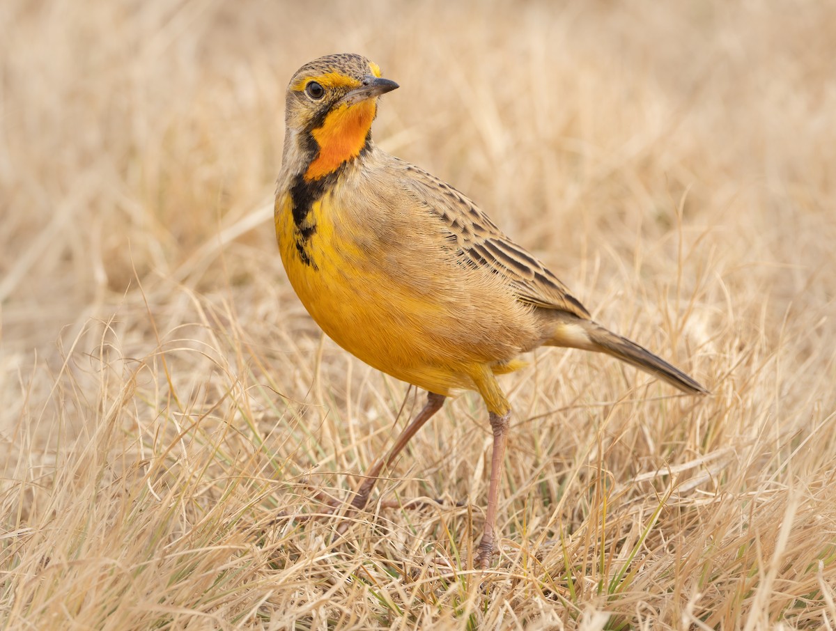 Orange-throated Longclaw - ML637749212