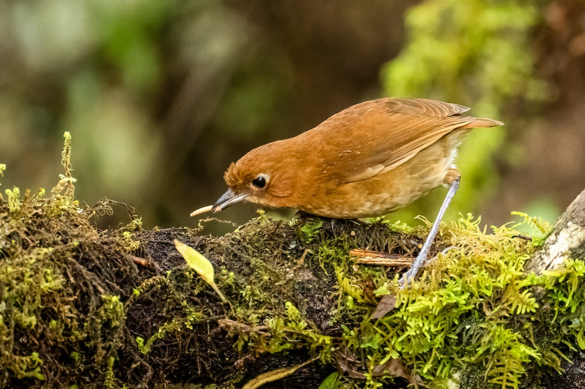 Muisca Antpitta - ML637749239