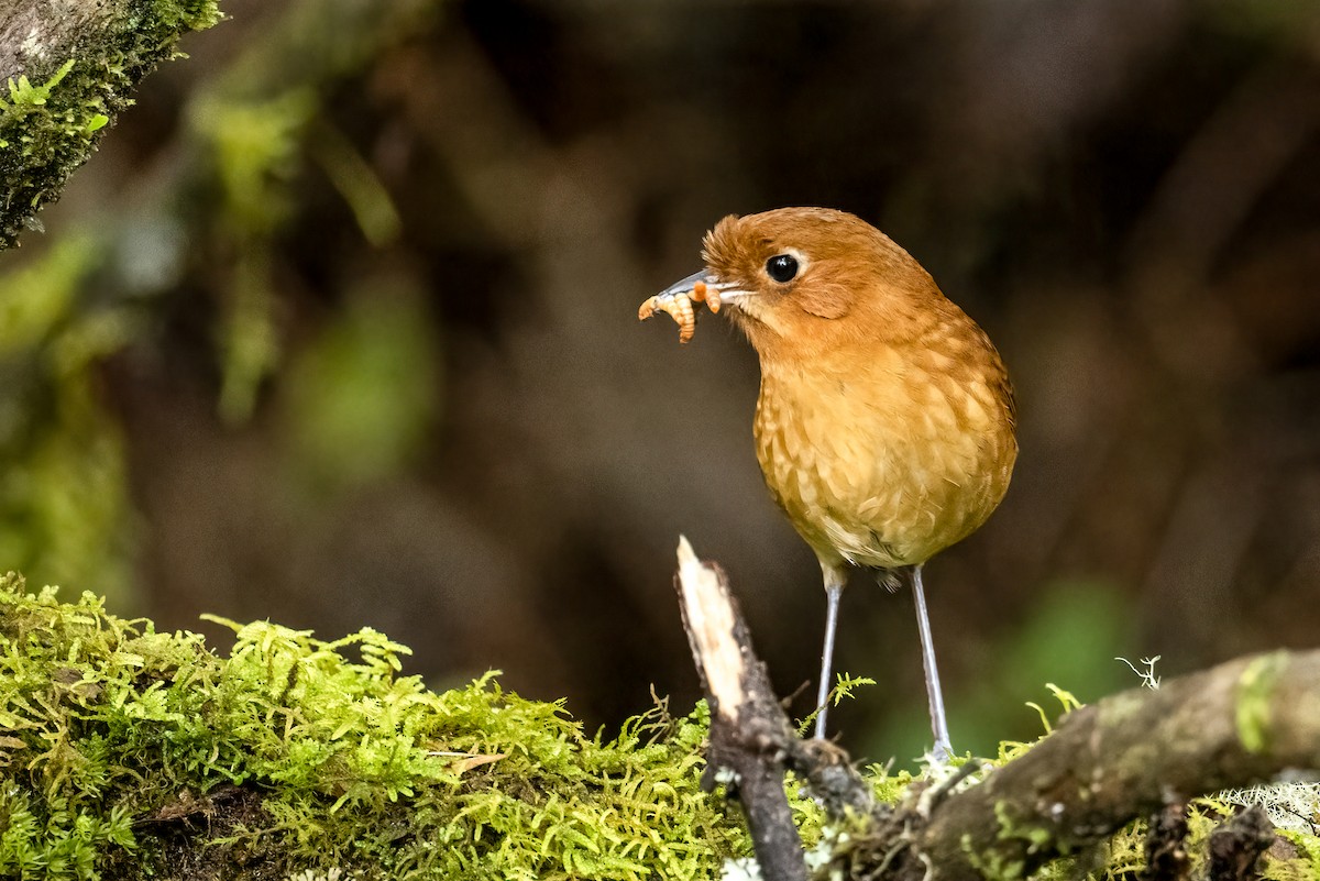Muisca Antpitta - ML637749241