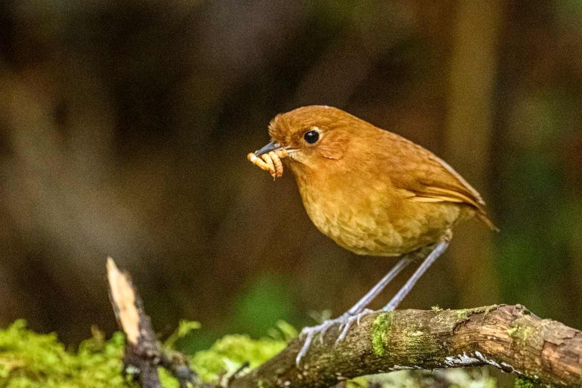 Muisca Antpitta - ML637749243