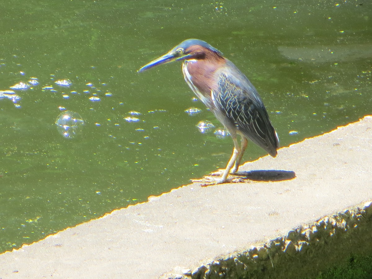 grønnrygghegre - ML637749275