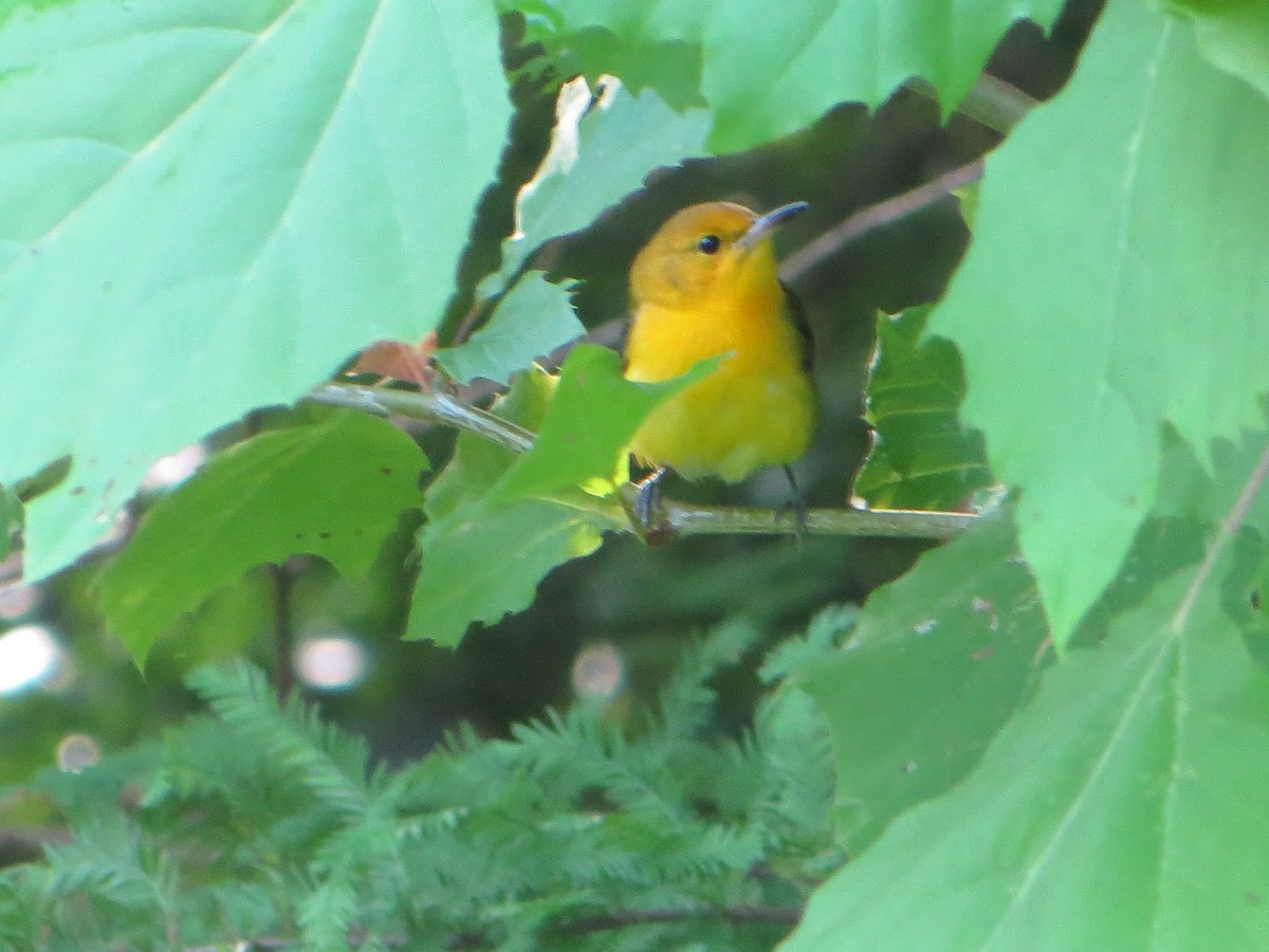 plommeparula - ML637749287