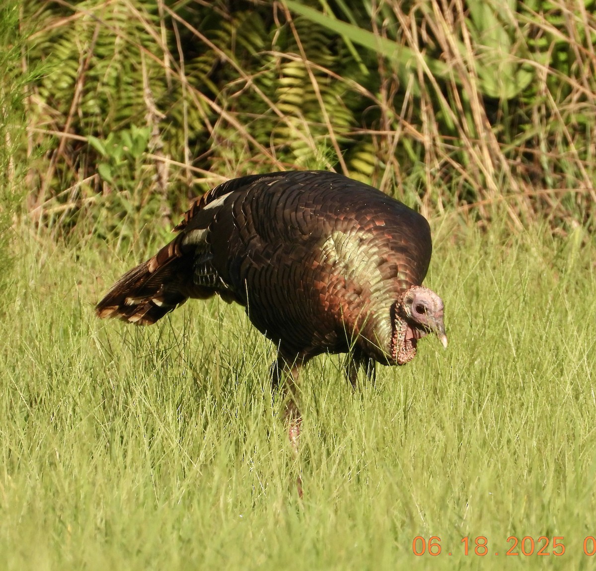 Wild Turkey - ML637749290