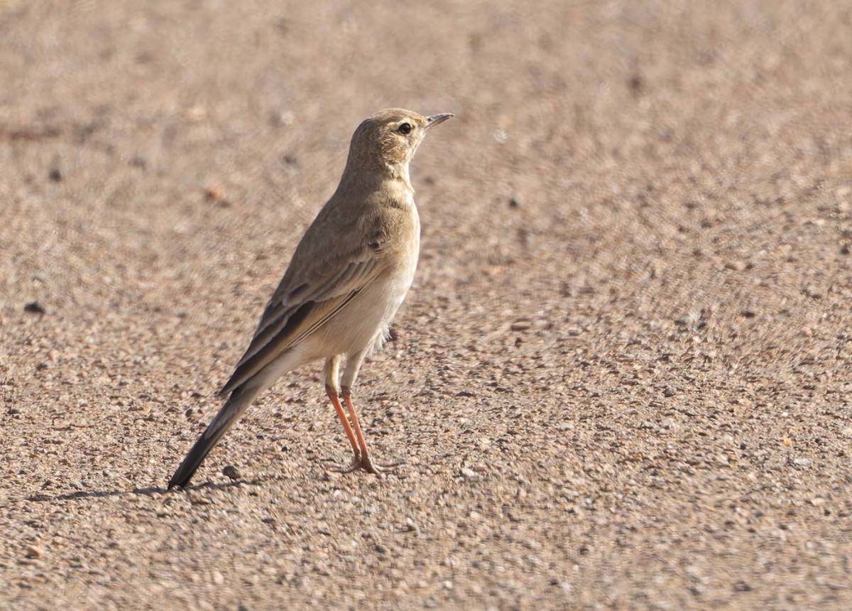 Buffy Pipit - ML637749292