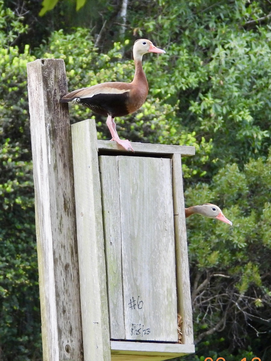 Black-bellied Whistling-Duck - ML637749297