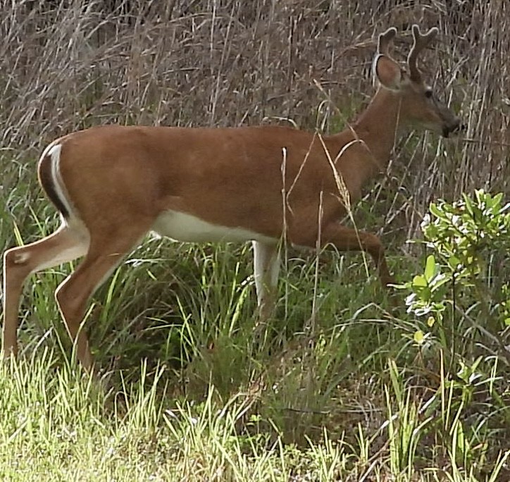 Animals - ML637749306