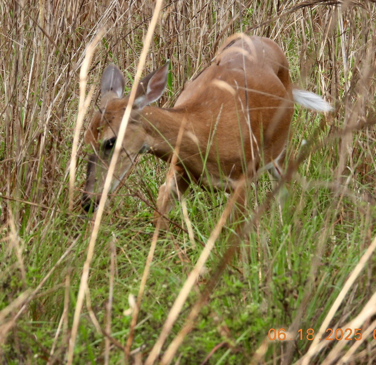 Animals - ML637749307