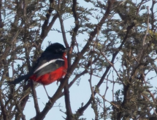 Crimson-breasted Gonolek - ML637749327