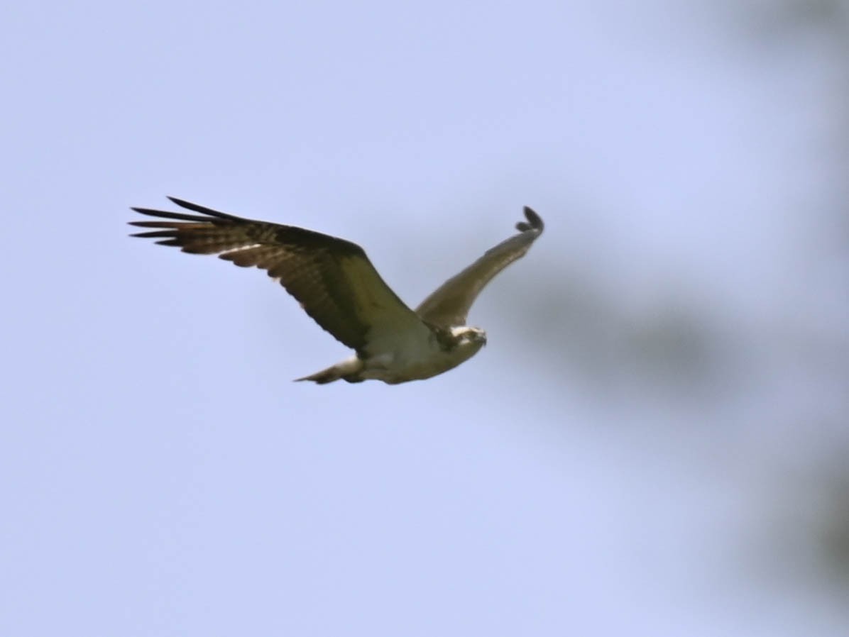 Osprey - ML637749373