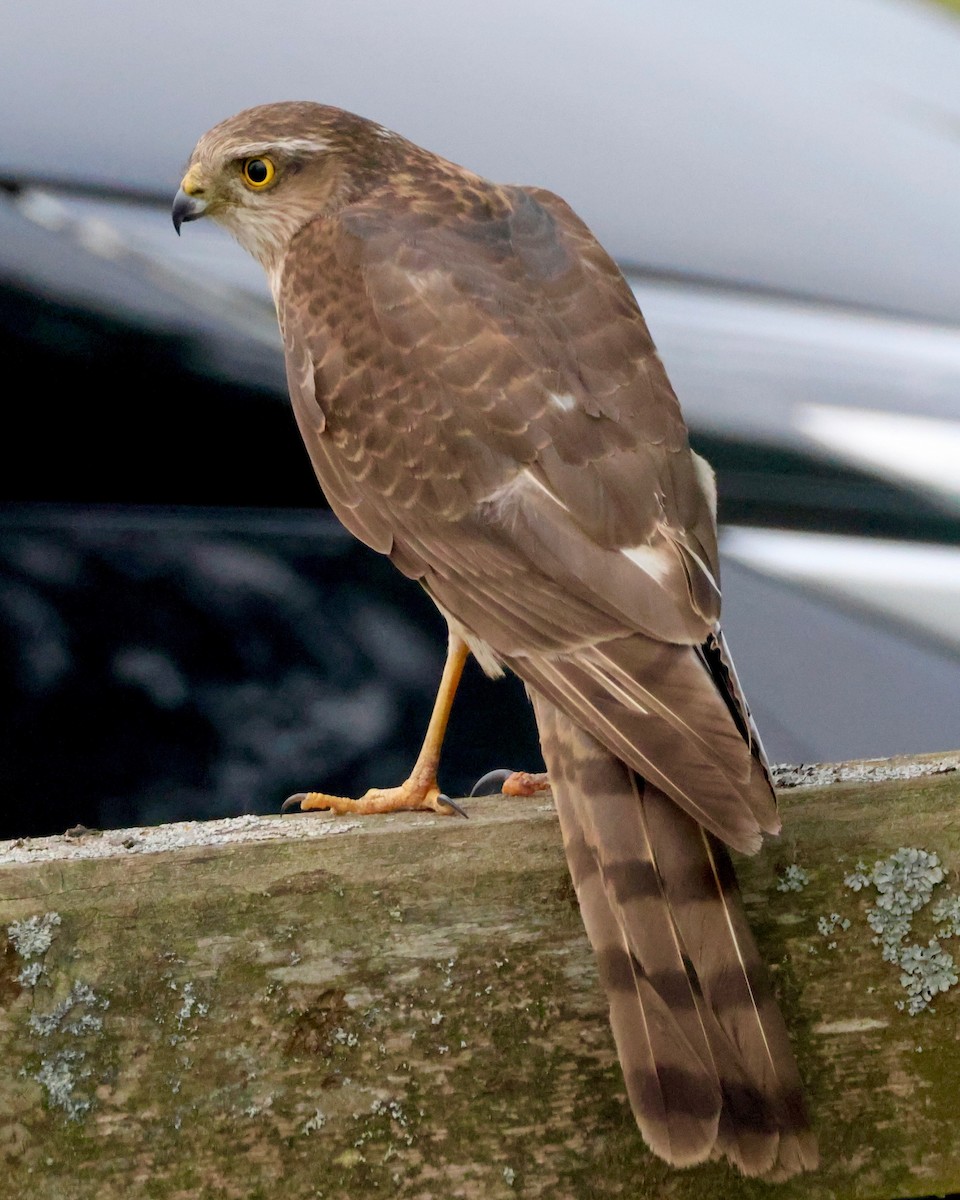 Eurasian Sparrowhawk - ML637749414