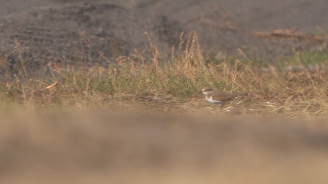 Little Ringed Plover - ML637749584