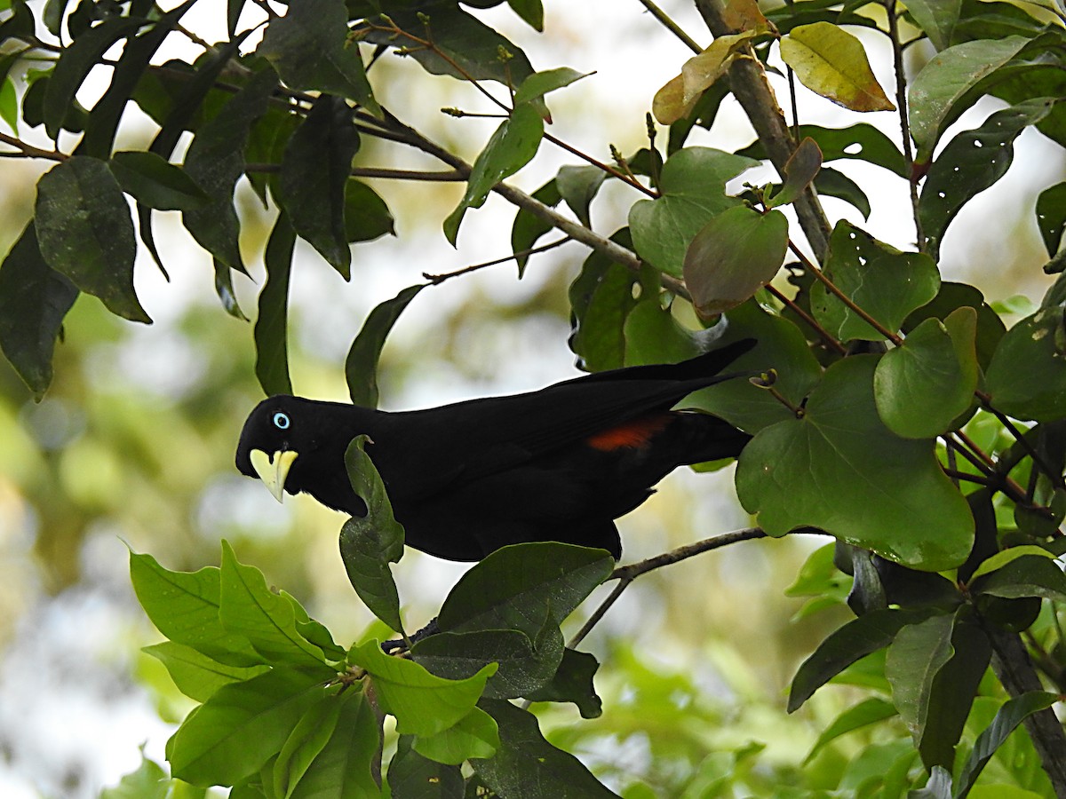 Scarlet-rumped Cacique - ML637749612