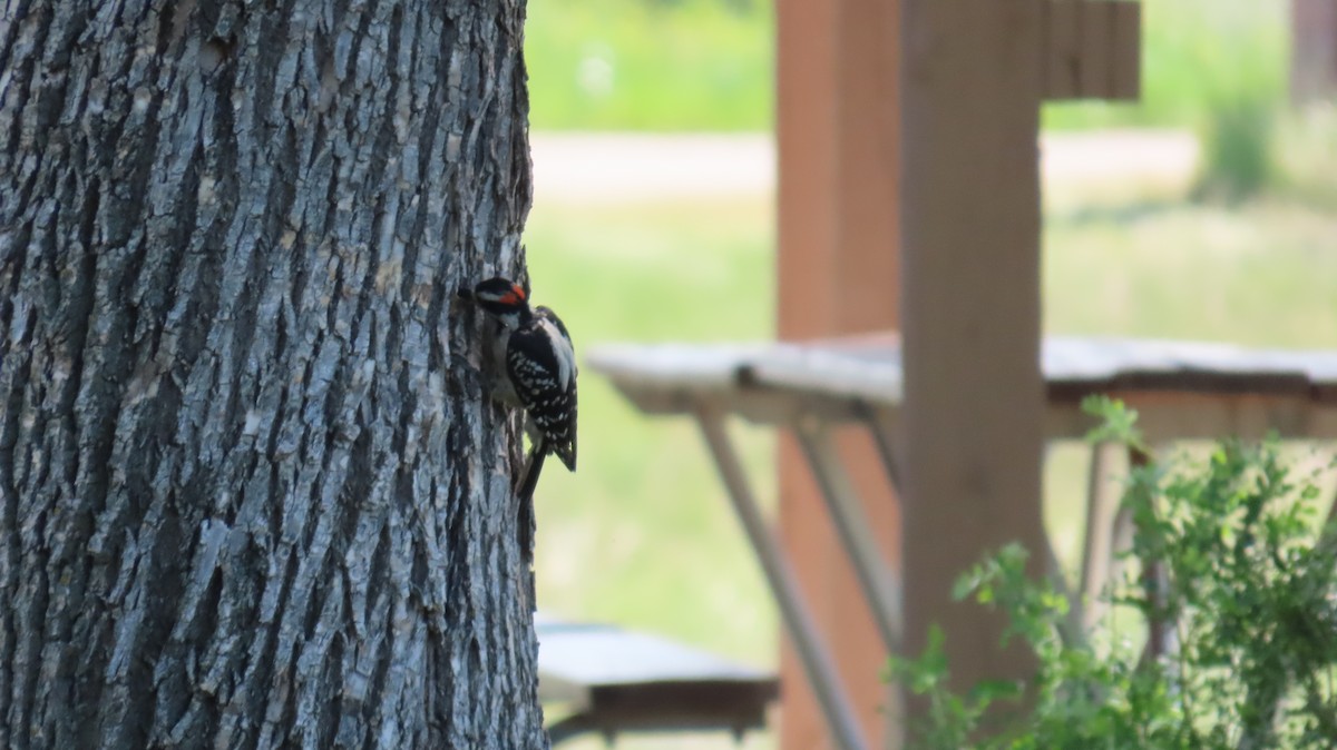 Downy Woodpecker - ML637749614