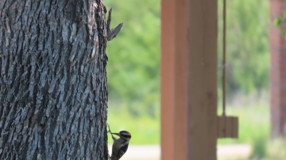 Downy Woodpecker - ML637749615